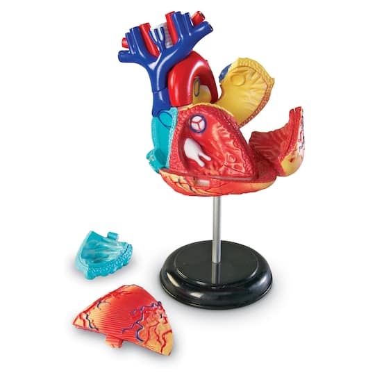 Learning Resources® Heart Anatomy Model